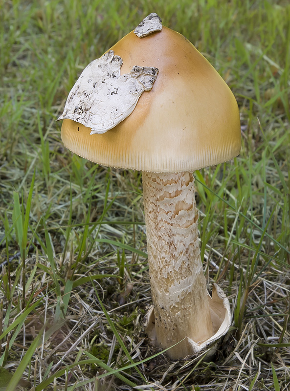 Amanita crocea